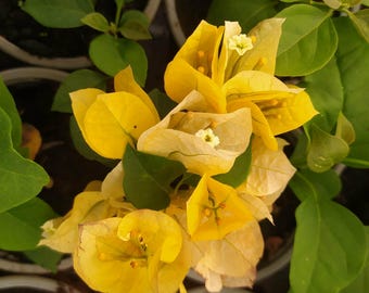 Gelbe Bougainvillea, Topfpflanze