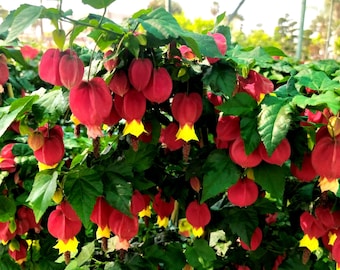 Abutilon megapotamicum, plant