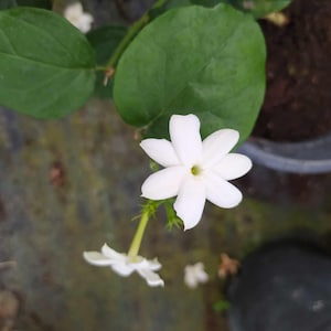 Peut inclure: Gros plan d'une plante de jasmin avec des fleurs blanches en forme d'étoile. Les fleurs ont plusieurs pétales et un centre jaune. La plante a des feuilles vertes et est dans un pot.