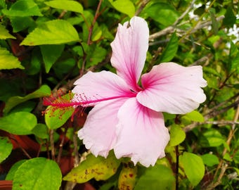 Hibisco Albo, planta em vaso
