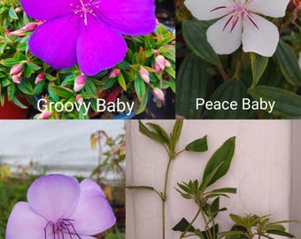 Tibouchina mix kleur 3 planten