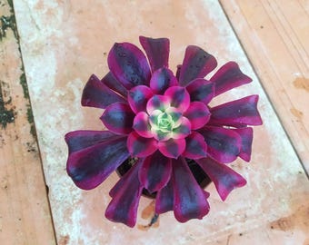 Aeonium Medusa, pianta in vaso