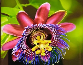 Passiflora Alata, pianta in vaso