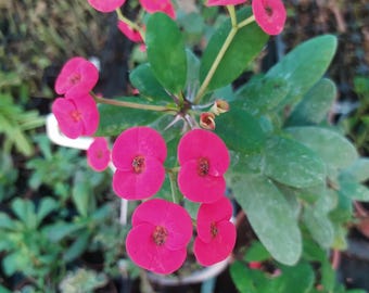 Euphorbia Millii Röd, växt