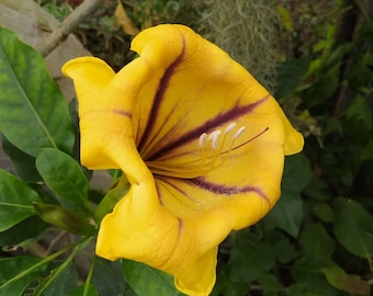 Solandra maxima, pianta in vaso