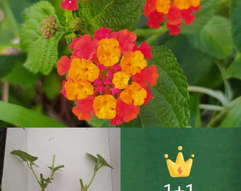 Lantana c. Arancione, piantine x2