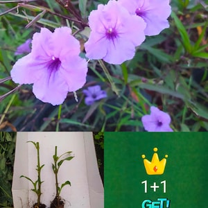 Peut inclure: Gros plan sur des fleurs violettes vibrantes avec des centres foncés, sur fond de feuillage vert. En dessous, deux petites plantes aux racines apparentes sont visibles. Un fond vert présente une couronne dorée et le texte "1+1 GET!"