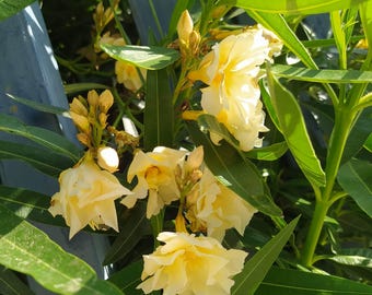 Nerium oleander double Yellow, estacas sem raiz x2