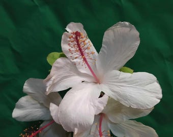 Ibisco bianco hawaiano, pianta
