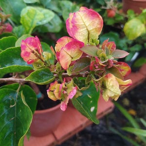 Variegated bougainvillea - Etsy.de