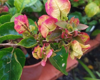 Bougainvillea Chitra,pooted plant