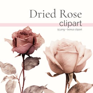 Rose séchée Clipart, clipart roses poussiéreux, fleurs pressées PNG, Clipart herbier sec, livre botanique PNGs, plantes séchées, ensemble de collage numérique