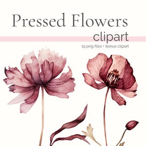 Fleurs pressées PNG, Clipart fleur séchée, Clipart herbier, livre botanique Clip Art, aquarelle fleurs sauvages séchées, Bourgogne aquarelle PNG