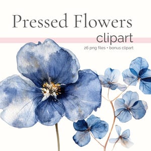 Flores prensadas azul polvoriento PNG, clipart de flores secas, clipart de herbario, clip art de libros botánicos, flores secas de acuarela, PNG de acuarela