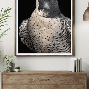 Fine Art Print, GICLÉE™, Nina Znidersic, Photography, Print, Hand-signed, Certificate of Authenticity, Art, Peregrine Falcon, Portrait