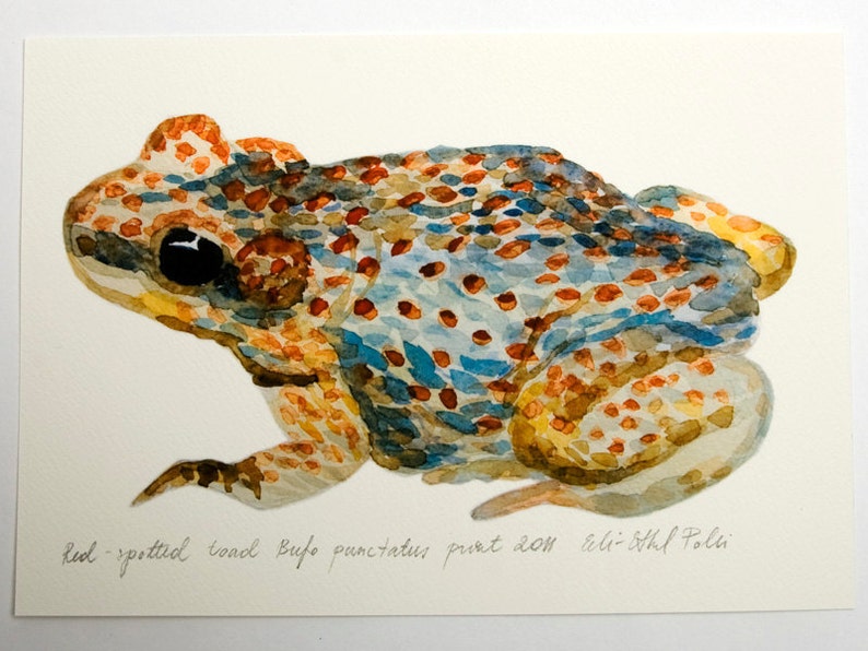 Watercolor frog art, Toad illustration, Woodland frog, Gift for her, Blue brown toad, Home wall decor, Frog drawing, Nursery art, Art gift image 2