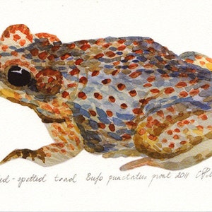 Watercolor frog art, Toad illustration, Woodland frog, Gift for her, Blue brown toad, Home wall decor, Frog drawing, Nursery art, Art gift image 1
