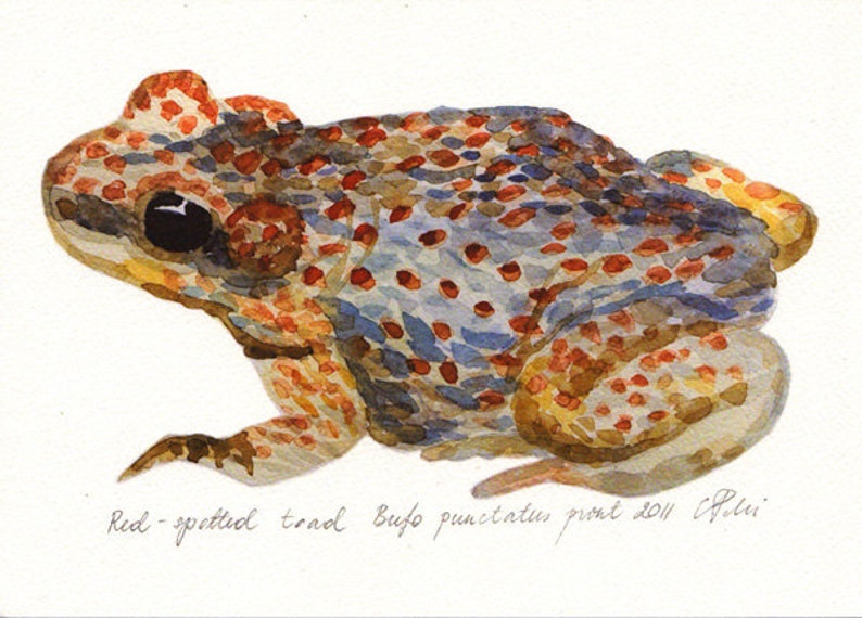 Watercolor frog art, Toad illustration, Woodland frog, Gift for her, Blue brown toad, Home wall decor, Frog drawing, Nursery art, Art gift image 1