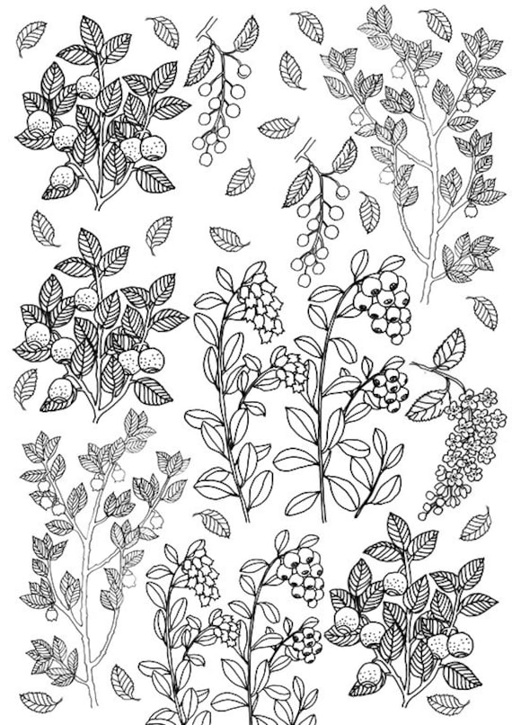 Berries and Leaves Coloring Sheet Printable Berries Instant | Etsy