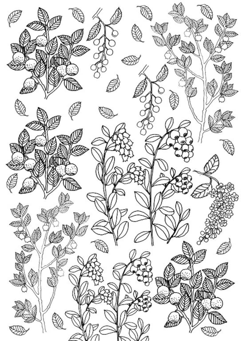 Berries and Leaves Coloring Sheet Printable Berries Instant - Etsy