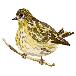 bird print archival giclee woodland watercolour illustration painting art eeliethel paper scandinavian nordic eurasian siskin
