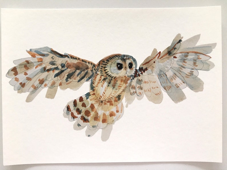 Owl art print, Strix Aluco bird watercolour, Archival woodland illustration, The tawny brown owl painting, Farmhouse decor night birds image 1