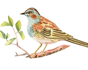 bird print archival woodland giclee watercolour illustration painting art eeliethel paper scandinavian nordic the dunnock