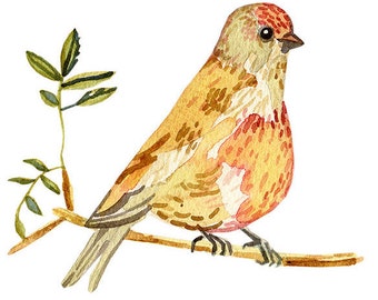 Common linnet print, Bird print woodland, Archival giclee Carduelis cannabina, Watercolour illustration painting paper, Gift idea bird lover