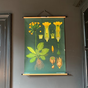 Vintage originele natuurlijke historie pull-down school sleutelbloem illustratie grafiek. Retro sleutelbloem bloem botanische wetenschappen leren muurposter