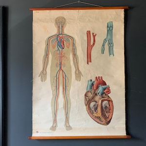 Gráfico escolar desplegable de circulación sanguínea del cuerpo humano original vintage. Póster de pared de aprendizaje anatómico de aula retro. Ilustración de ciencias