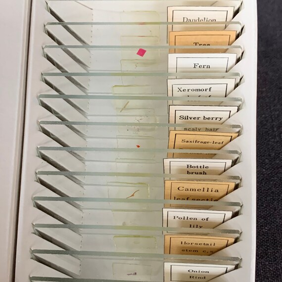Pollen Microscope Slides