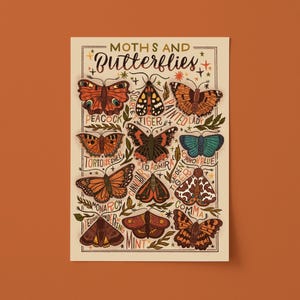 Moths and Butterflies Art Print: Botanical Chart Illustration (UNFRAMED)