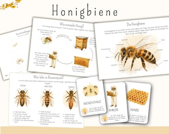 Materiales didácticos sobre abejas para niños | Cuadernillo de aprendizaje sobre las abejas (Montessori) | Tarjetas ilustradas sobre la primavera, los insectos y la naturaleza | Preescolar, jardín de infancia, guardería | PDF