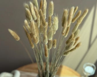 Dried Bunny Tails: Natural Fluffy Lagurus Grass, Boho Decor (55-60 Stems)