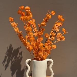 Dried Windbell Fruit Stems – Textured Pods, Orange or Red, 20–22”, Minimal Vase Decor, Fall Centerpiece, Preserved Botanical