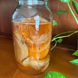 Kombucha Kit with Imperfect SCOBY and Strong-Fermented Starter Tea | Kombucha | Homebrew | Healthy Culture | Gut Health | DIY Kombucha