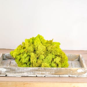 Peut inclure: Un bouquet de mousse verte préservée dans un plateau en bois blanc rustique.