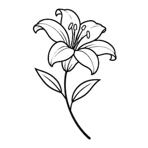 Op de afbeelding: Zwart-wit illustratie van een leliebloem. De bloem heeft grote, gebogen bloemblaadjes en opvallende meeldraden. De stengel is lang en slank, met verschillende bladeren. De afbeelding is een eenvoudige, elegante botanische tekening.