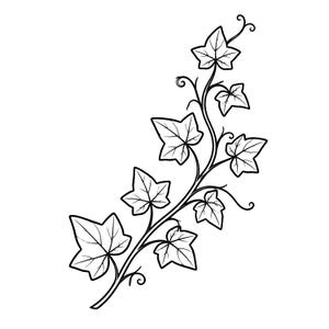 May include: Black and white illustration of an ivy vine with multiple leaves. The leaves have detailed veining and are arranged along a winding stem. The design is a botanical illustration.