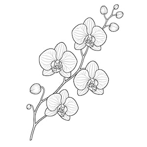 Könnte beinhalten: Schwarz-Weiß-Linienzeichnung einer Orchideenpflanze. Das Bild zeigt mehrere offene Orchideenblüten und ungeöffnete Knospen an einem gebogenen Stiel. Die Blüten haben detaillierte Blütenblattlinien.