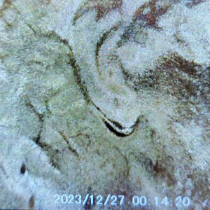 May include: Close-up of a textured, light-colored surface with dark brown and black markings. The image includes the date and time stamp: 2023/12/27 00:14:20.
