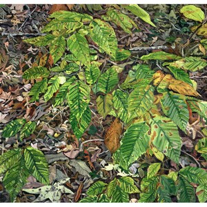 May include: A detailed painting of forest floor foliage. The image features vibrant green leaves with yellow and brown accents, scattered among fallen leaves and twigs. The artwork captures the textures and colours of nature.