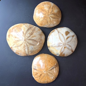 Jurassic Fossil Sand Dollar — Mepygurus marmonti — Madagascar