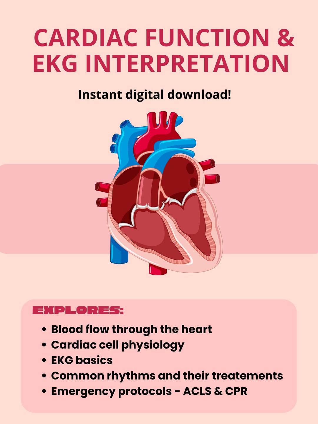 Ekg Visual Function Cardiac Function EKG Interpretation Study Guide | Nursing Medical ...