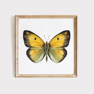 May include: A framed watercolor print of a butterfly. The butterfly has yellow and black wings with green and orange accents. The artwork is displayed in a light brown wooden frame, suitable for home decor.