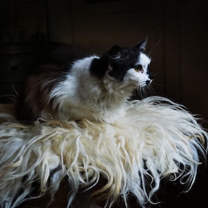 Tapis de lit pour chat en peau de mouton, tapis en peau de mouton sans cuir, tapis en laine éco-feutrée avec boucles, tapis en feutre de conception hollandaise, coussin de tabouret en peau de mouton