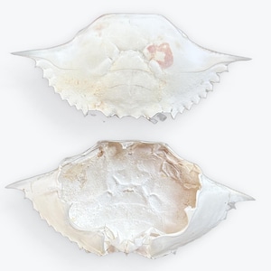 May include: Two crab shells, one above the other, against a white background. The top shell is viewed from the outside, showing a light beige colour with a reddish-brown spot. The bottom shell is viewed from the inside, with a textured surface.