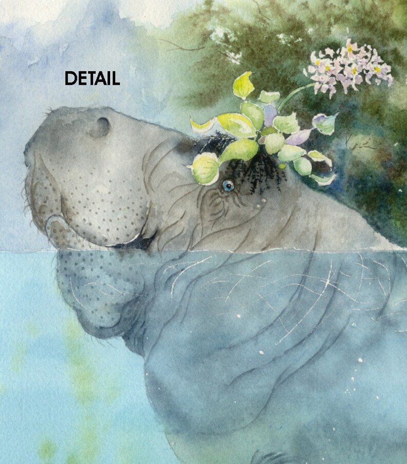 PRINT of a gorgeous manatee 8 x 10 Manatees New Hat bowman | Etsy
