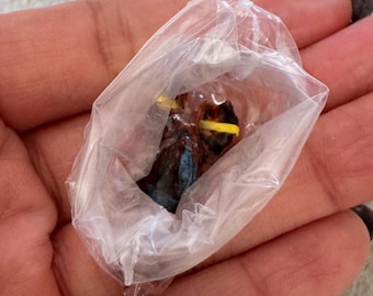 Miniature Dollhouse Fresh uncooked lobster in plastic bag in 1:12 scale one inch Maine seafood