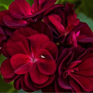 Puede incluir: Primer plano de un grupo de flores de geranio de color burdeos intenso. Los pétalos son aterciopelados y están en capas, con un rico tono rojo oscuro. Las flores están en plena floración, mostrando sus intrincados detalles y texturas. La imagen resalta la belleza de la naturaleza.